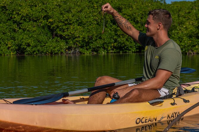 1 Hour Mangrove Kayak Tour - Key points at a glance