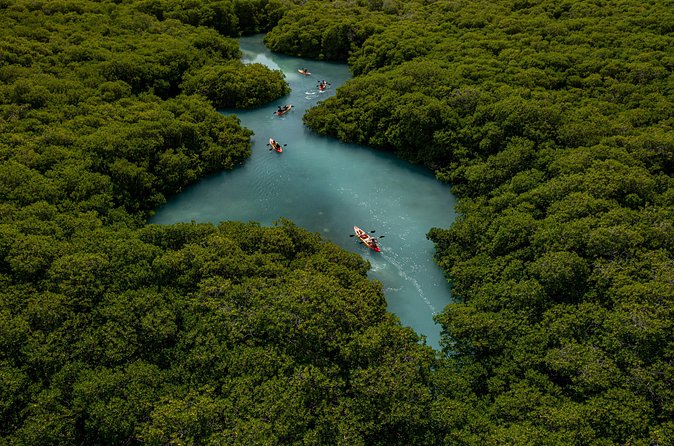 1 Hour Mangrove Kayak Tour - The guide makes the difference