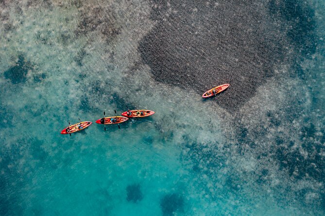 1 Hour Mangrove Kayak Tour - Paddling into the mangrove channels