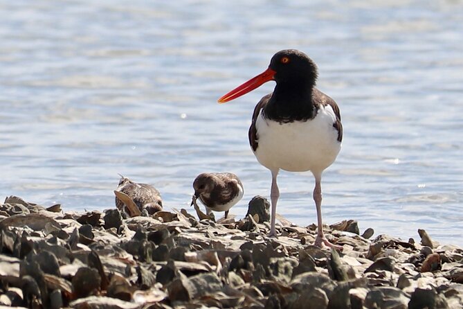 2-Hour Guided Kayak Eco Tour in Charleston - What to wear and pack for the marsh