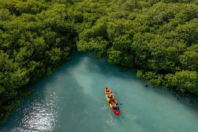 2 Hour Mangrove Kayak and Snorkel Tour - Watching for sea turtles on the return