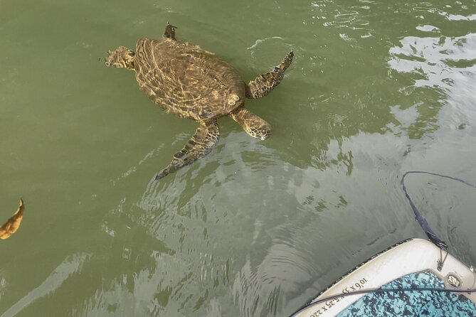 2 hour tandem kayak rental at our private launch area in Hale'iwa - What the two-hour schedule feels like
