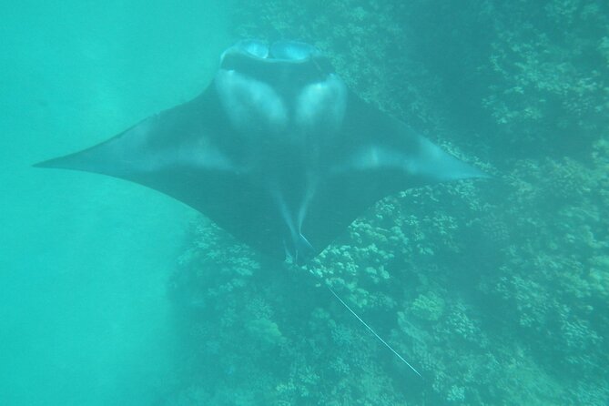 3.5 Hour Kailua-Kona Ocean Kayak and Snorkel Tour - Sea caves, lava tubes, and wave-made features