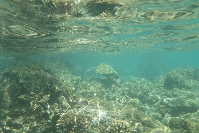 3.5 Hour Kailua-Kona Ocean Kayak and Snorkel Tour - Snorkeling above coral and colorful fish