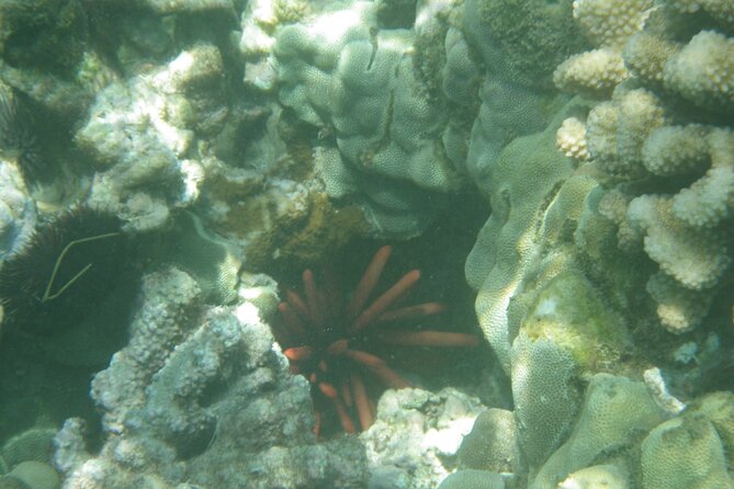 3.5 Hour Kailua-Kona Ocean Kayak and Snorkel Tour - Practical planning for a smoother morning