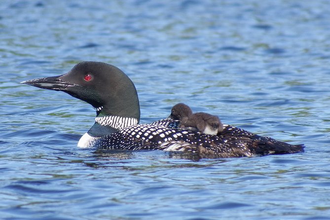 3 Day Algonquin Park Canoe Trip - Moose & Beaver Safari - Day 2: A quiet Algonquin day with wildlife watching