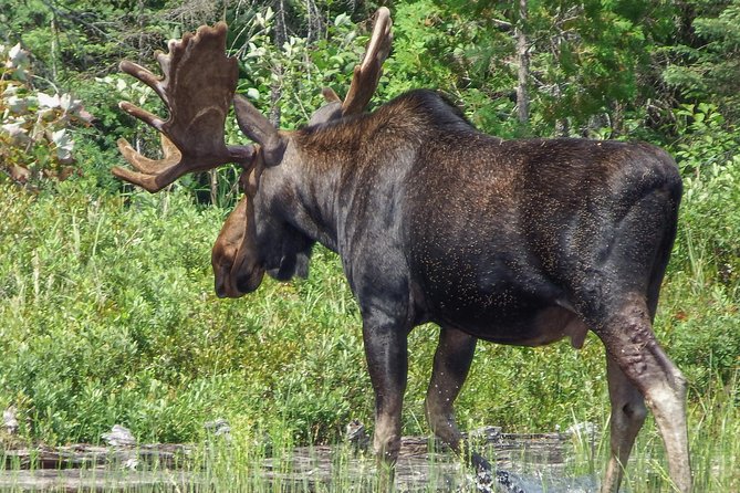 3 Day Algonquin Park Canoe Trip - Moose & Beaver Safari - Should you book it?