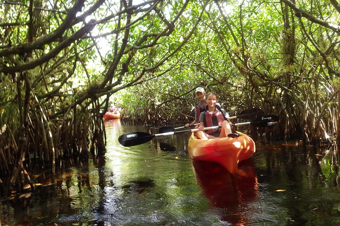 3 Hour Guided Mangrove Tunnel Kayak Eco Tour - What the naturalist guide adds