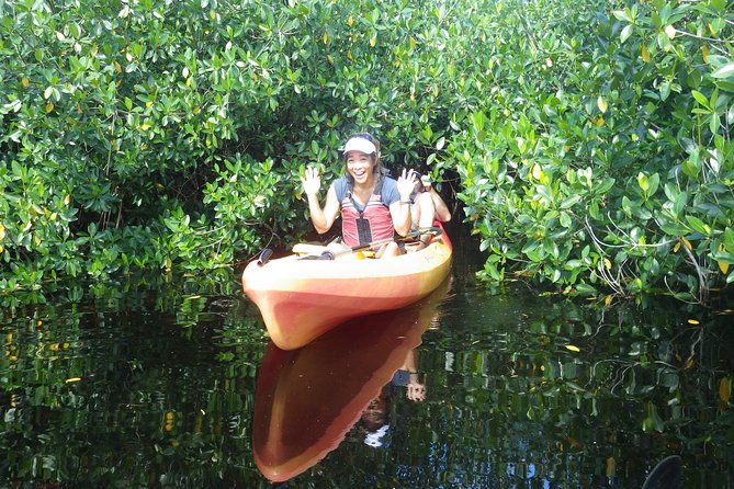 3 Hour Guided Mangrove Tunnel Kayak Eco Tour - Wildlife sightings, from alligators to spoonbills