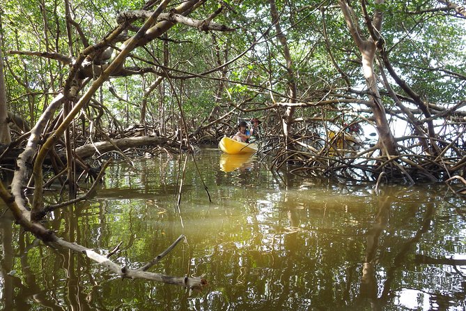 3 Hour Guided Mangrove Tunnel Kayak Eco Tour - Why the mangrove forest feels different