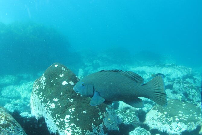 3-Hour Kayak and Snorkeling Experience in Batemans Bay - The one-hour paddle to the snorkeling area