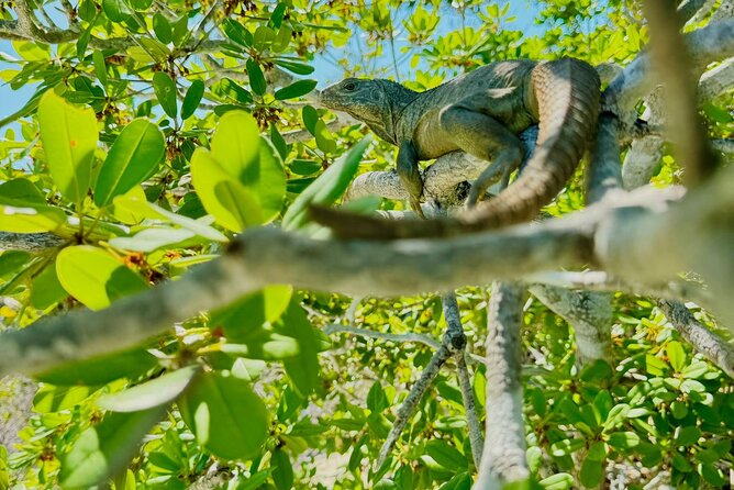 3HR Clear Kayak Mangrove and iguana island Tour in Leeward - Little Water Cay and the rock iguanas