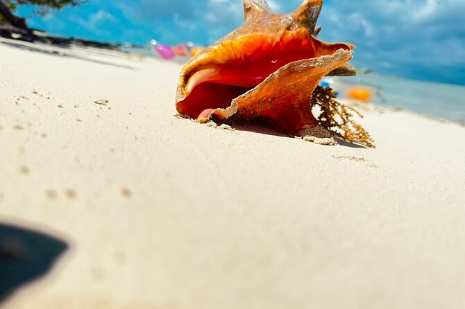 3HR Clear Kayak Mangrove and iguana island Tour in Leeward - Who should book this tour?