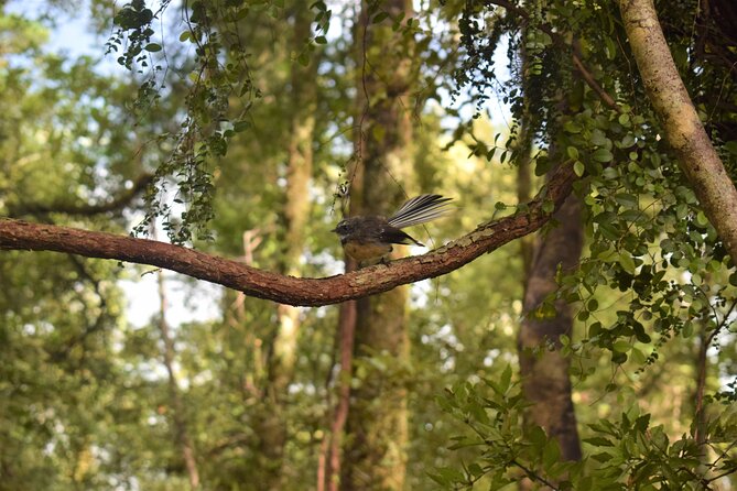 4-hour Lake Mapourika Kayak and Hike adventure, with Okarito Kiwi Sanctuary - What is included for $104.88?