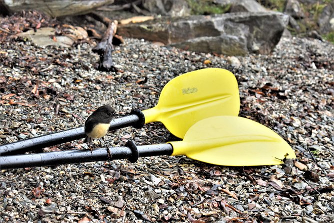 4-hour Lake Mapourika Kayak and Hike adventure, with Okarito Kiwi Sanctuary - The Okarito Kiwi Sanctuary walk