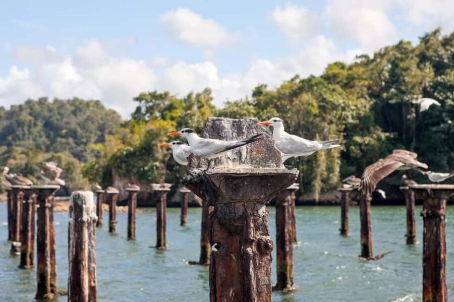 4in1: Los Haitises+ Kayaking+ Natural Pools+ Montana Redonda - Kayaking through narrow mangrove channels