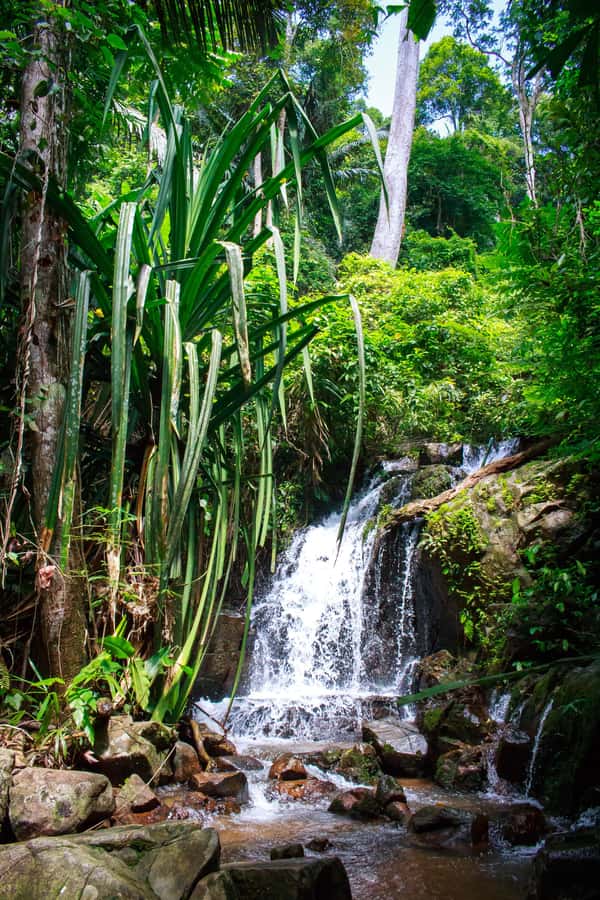 A Jungle-to-Sea Kayaking & Trekking Adventure in Phuket - Why this Phuket day trip is worth considering