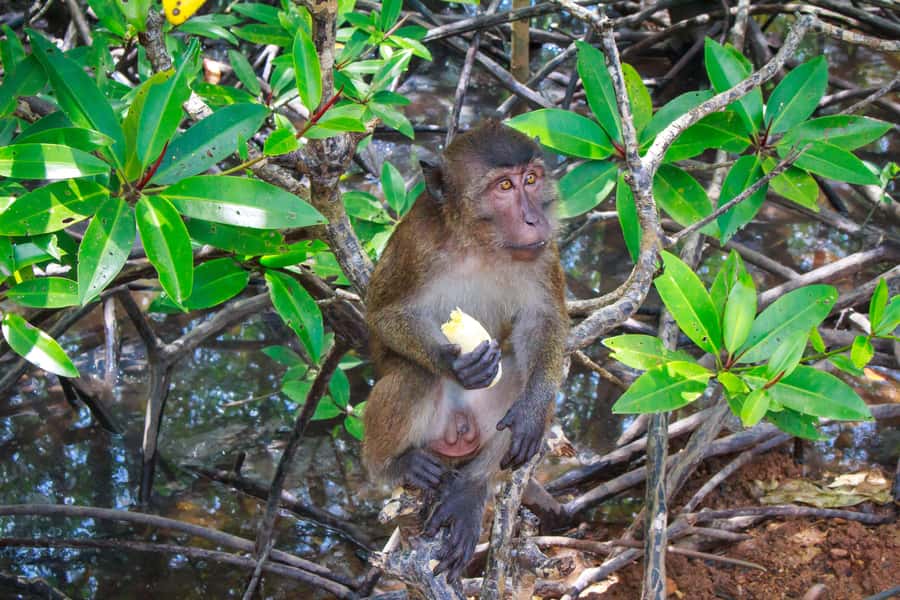 A Jungle-to-Sea Kayaking & Trekking Adventure in Phuket - What the $86 price covers