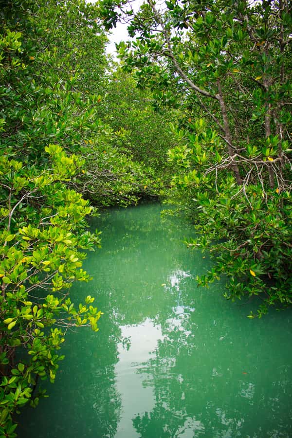 A Jungle-to-Sea Kayaking & Trekking Adventure in Phuket - Should you book this jungle-to-sea adventure?