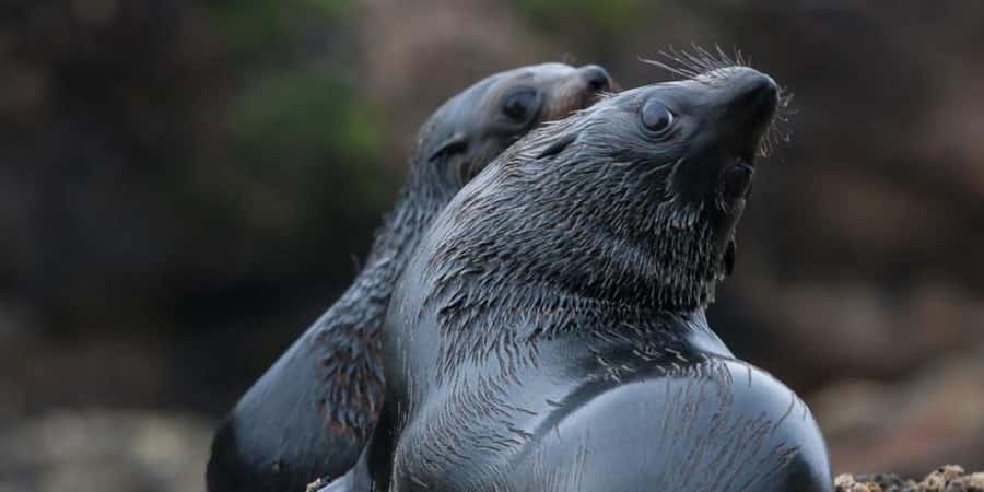Abel Tasman National Park: Cruise, Kayak, & Hike Tour - Adele Island wildlife and the chance of seals