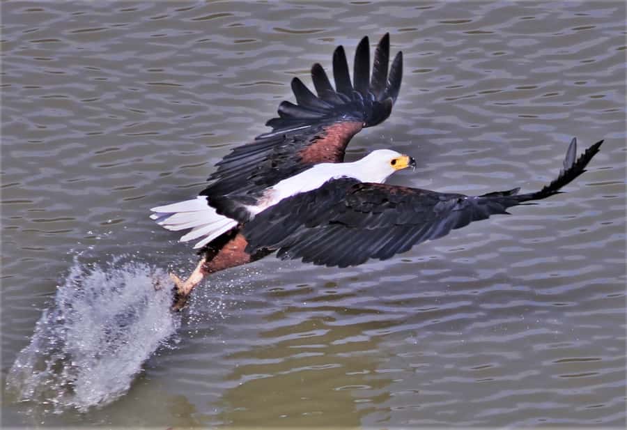 Addo River Safari - Guided Tour via Canoe - Why Take A River Safari Near Addo