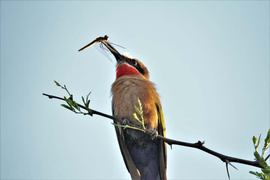 Addo River Safari - Guided Tour via Canoe - Weather, Water Levels, And Booking Terms