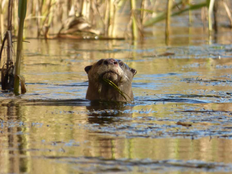 Addo River Safari - Guided Tour via Canoe - Who Will Enjoy This Most