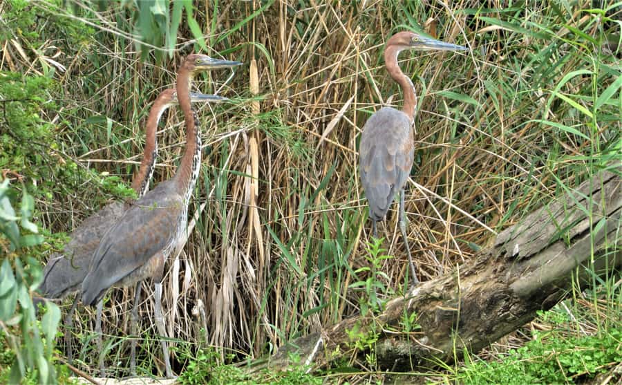 Addo River Safari - Guided Tour via Canoe - Should You Book The Addo River Safari?