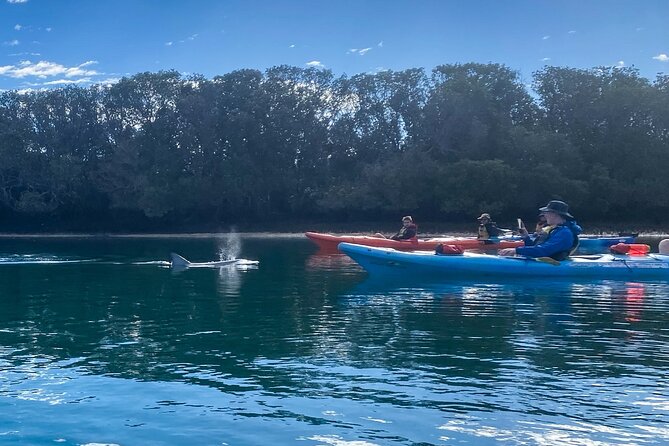 Adelaide Dolphin Sanctuary and Ships Graveyard Kayak Tour - Adelaide’s quiet waterway, just beyond the city