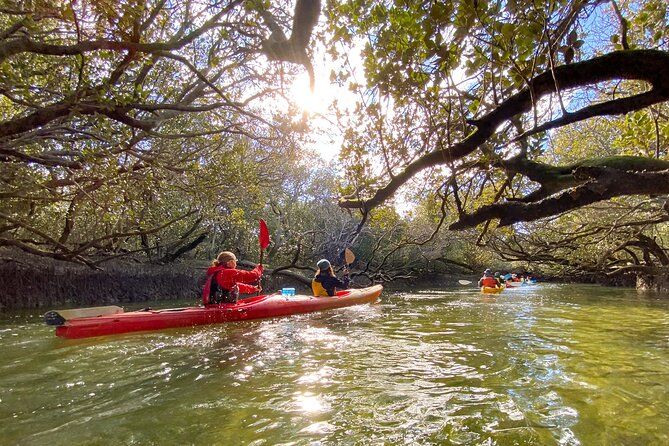 Adelaide Dolphin Sanctuary and Ships Graveyard Kayak Tour - Mangrove creeks that reward slow paddling