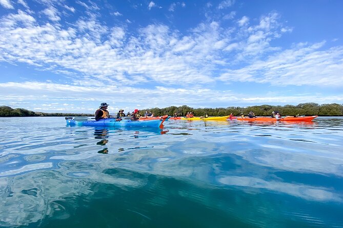 Adelaide Dolphin Sanctuary and Ships Graveyard Kayak Tour - Through the Adelaide Dolphin Sanctuary