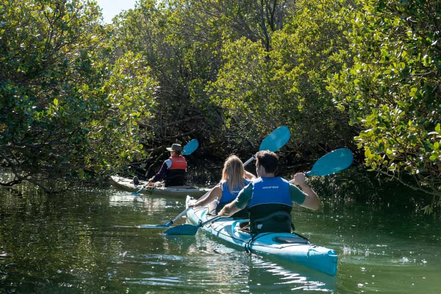 Adelaide: Dolphin Sanctuary Eco Kayaking Tour - Quick take: what makes this tour worthwhile