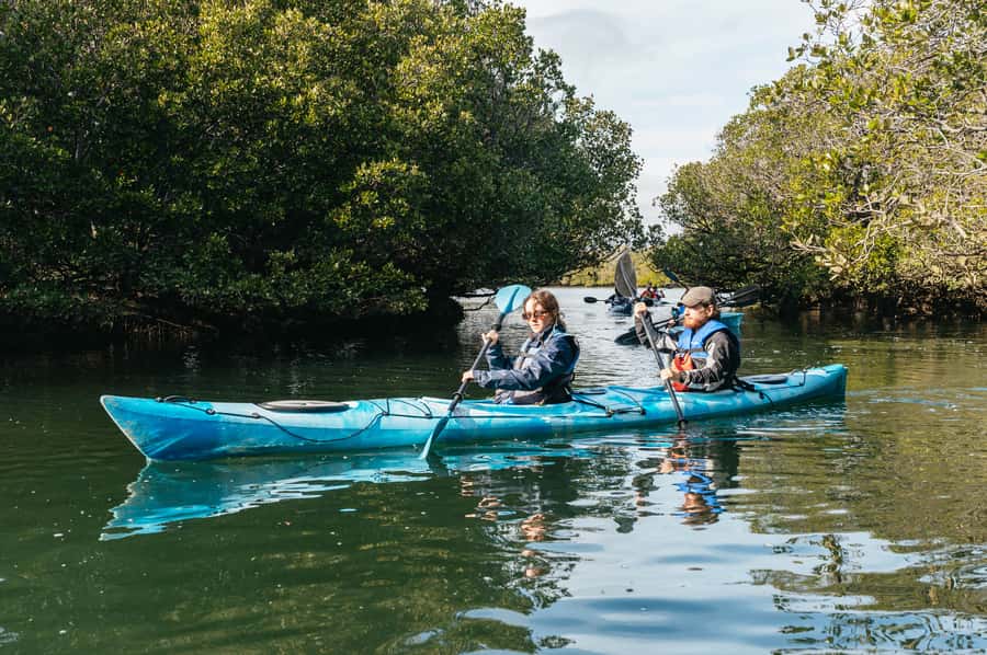 Adelaide: Dolphin Sanctuary Eco Kayaking Tour - What the $55 price really covers