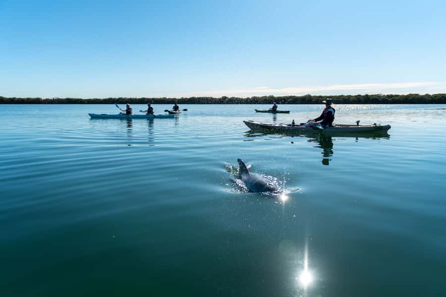 Adelaide: Dolphin Sanctuary Eco Kayaking Tour - The first 15 minutes: safety before scenery