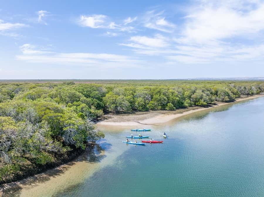 Adelaide: Dolphin Sanctuary Mangroves Kayak Tour - What this Adelaide kayak tour is really like