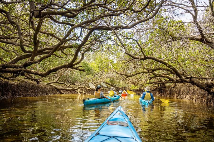 Adelaide: Dolphin Sanctuary Mangroves Kayak Tour - The safety briefing and first paddle