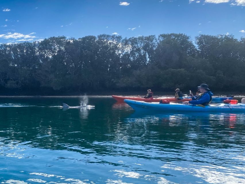Adelaide: Dolphin Sanctuary Mangroves Kayak Tour - Other wildlife in the sanctuary