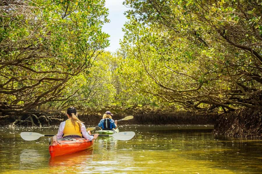 Adelaide: Dolphin Sanctuary Mangroves Kayak Tour - The guides and the human side of the outing