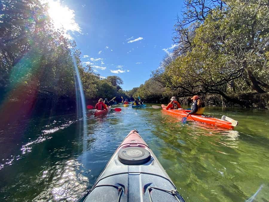 Adelaide: Dolphin Sanctuary Mangroves Kayak Tour - Is $38 good value?