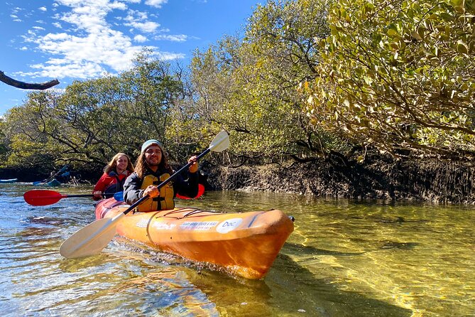 Adelaide Dolphin Sanctuary Mangroves Kayaking Tour - Key points to know before you paddle