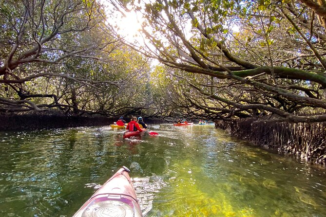 Adelaide Dolphin Sanctuary Mangroves Kayaking Tour - Reaching Garden Island and getting ready