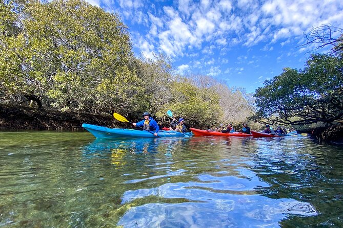 Adelaide Dolphin Sanctuary Mangroves Kayaking Tour - Equipment, fitness, and family details