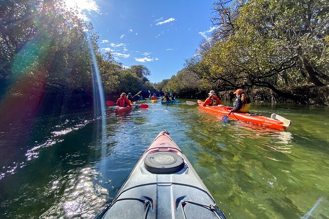 Adelaide Dolphin Sanctuary Mangroves Kayaking Tour - Is $39.45 good value?