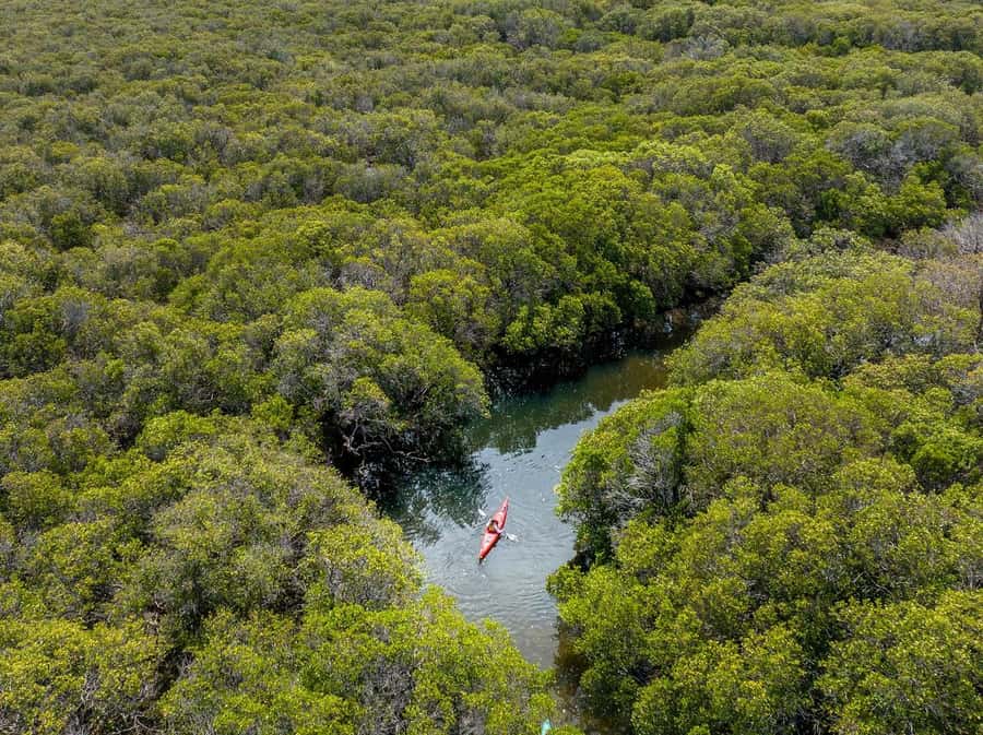 Adelaide: Dolphin Sanctuary Single or Double Kayak Rental - What you should bring to stay comfortable