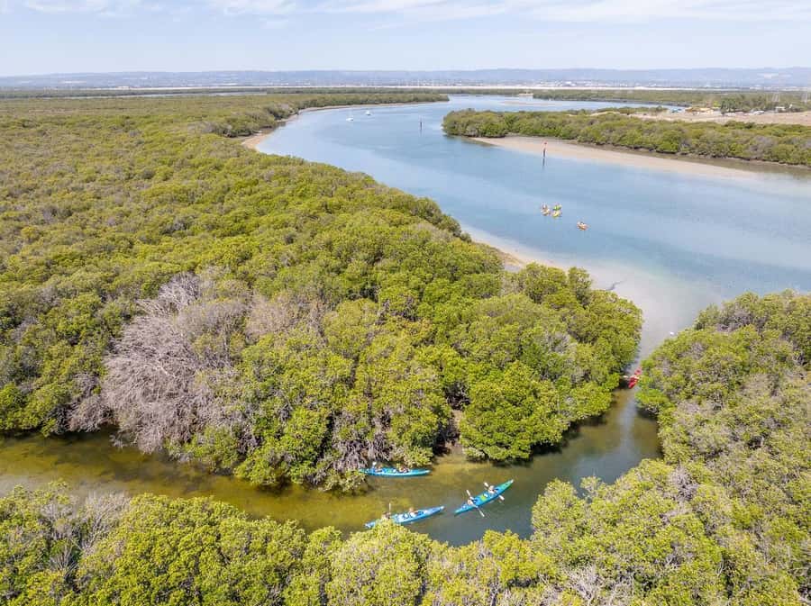 Adelaide: Dolphin Sanctuary Single or Double Kayak Rental - Choosing between a single and double kayak