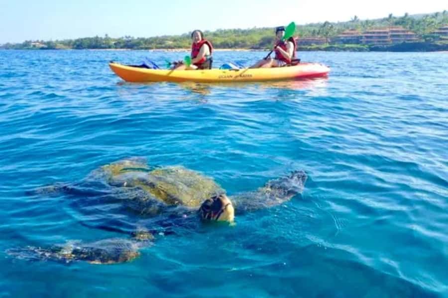 Airlie Beach: Half Day Turtle Tour Sea Kayaking Adventure - Paddling the turquoise Airlie Beach water