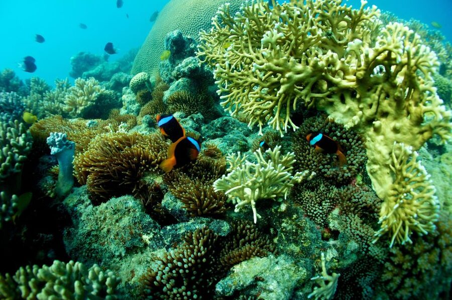 Airlie Beach: Whitsunday Islands Sailing, SUP & Snorkel Tour - Who should book this sailing day?