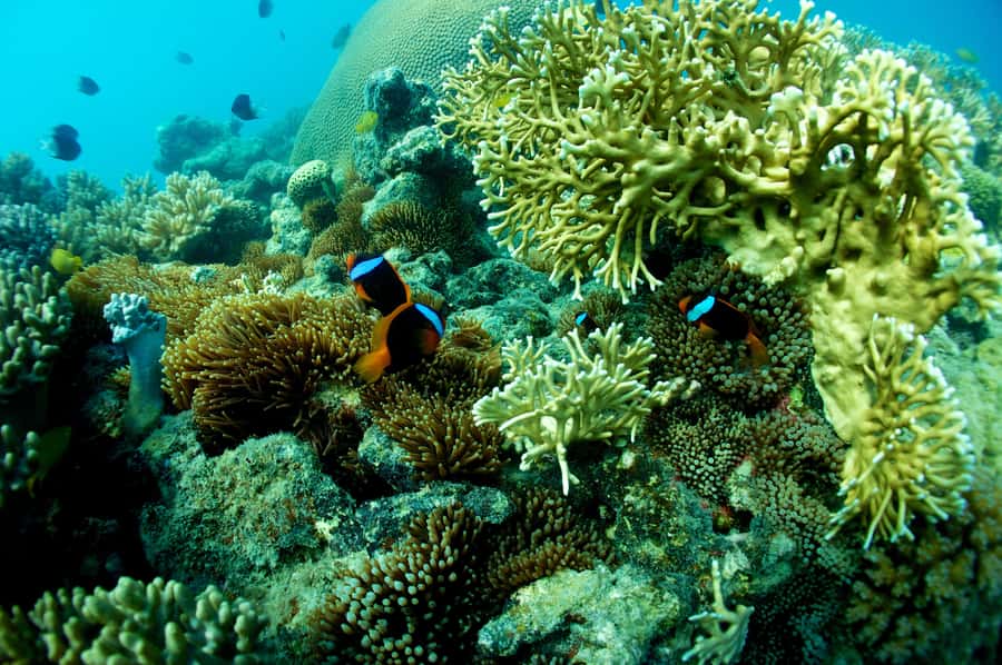 Airlie Beach: Whitsunday Islands Sailing, SUP & Snorkel Tour - Snorkelling near the Hook Island area