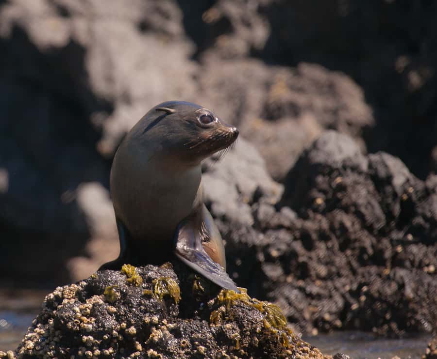 Akaroa: 4WD Safari and Guided Sea-Kayaking Experience - Who should book the Pōhatu kayak trip?