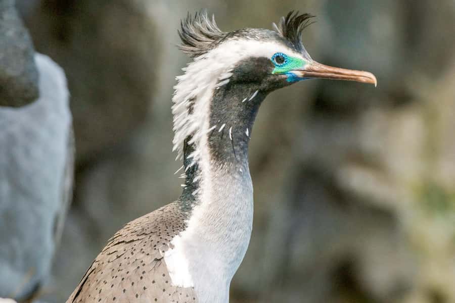Akaroa: 4WD Safari and Guided Sea-Kayaking Experience - Penguins, seals, dolphins, and seabirds
